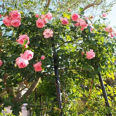 1 - Modern W Big Garden & Terrace W Sea View Vinišće