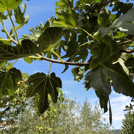 1 - Modern W Big Garden & Terrace W Sea View Lejlighed *